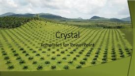  Presentation with palm plantation - Slides having tropical food malaysia - palm oil plantation aerial photo background and a gold colored foreground