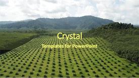  Presentation with oil palm plantation - Audience pleasing theme consisting of palm oil plantation aerial photo backdrop and a tawny brown colored foreground