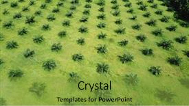  Presentation with oil palm plantation - Cool new slides with palm oil plantation aerial photo backdrop and a gold colored foreground