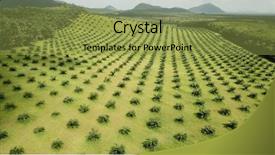  Presentation with oil palm plantation - Beautiful theme featuring palm oil plantation aerial photo backdrop and a gold colored foreground