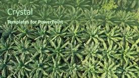 Presentation with oil palm plantation - Cool new presentation with palm-oil-plantation-aerial-photo backdrop and a tawny brown colored foreground