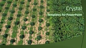  Presentation with oil palm plantation - Cool new PPT theme with palm-oil-plantation-aerial-photo backdrop and a tawny brown colored foreground
