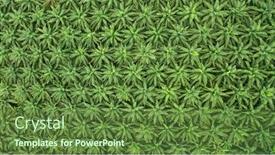  Presentation with oil palm plantation - Colorful presentation enhanced with palm-oil-plantation-from-above backdrop and a tawny brown colored foreground