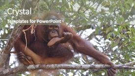  Presentation with oil palm tree - Amazing presentation having palm oil tree - young orangutan sucks his thumb backdrop and a gray colored foreground