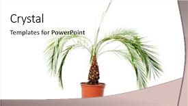  Presentation with plant extracts pharmacy - Colorful slide set enhanced with palm plant in a brown backdrop and a white colored foreground