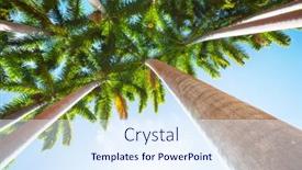  Presentation with palm plantation - Slide set consisting of palm-plantation-on-tropical-island background and a sky blue colored foreground