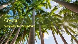  Presentation with palm plantation - Beautiful PPT theme featuring palm-plantation-on-tropical-island backdrop and a tawny brown colored foreground