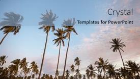  Presentation with palm plantation - Presentation having palm-plantation-on-tropical-island background and a light blue colored foreground