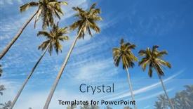  Presentation with palm plantation - Presentation design featuring palm-plantation-on-tropical-island background and a light blue colored foreground