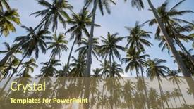 Presentation with palm plantation - PPT theme having palm-plantation-on-tropical-island background and a violet colored foreground