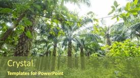  Presentation with palm plantation - Slide set enhanced with palm-plantation-on-tropical-island background and a tawny brown colored foreground