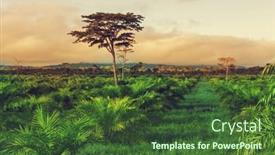  Presentation with palm plantation - 