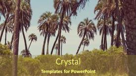  Presentation with palm plantation - 