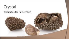  Presentation with fruit vegetable cartoon - Audience pleasing presentation design consisting of palm seed - tagua as vegetable ivory backdrop and a white colored foreground