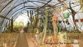  Presentation with botanical garden - Theme consisting of palm-springs-ca-march-24 background and a yellow colored foreground