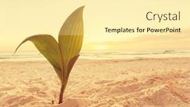 Presentation with sprout - Slides featuring palm sprout on tropical beach background and a blonde colored foreground