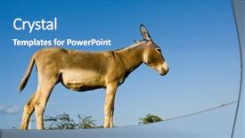  Presentation with palm sunday - Theme enhanced with palm sunday - donkey on ascension island background and a teal colored foreground