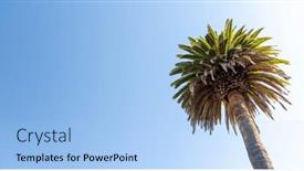  Presentation with palm tree - 