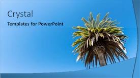  Presentation with palm tree - Slide deck featuring palm-tree-and-blue-summer background and a light blue colored foreground