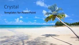  Presentation with palm tree - Presentation theme having palm-tree-and-shadow background and a teal colored foreground