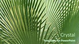  Presentation with palm tree - Audience pleasing presentation theme consisting of palm tree background backdrop and a tawny brown colored foreground