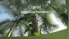  Presentation with palm tree - PPT theme consisting of palm-tree-candolim-goa-india background and a tawny brown colored foreground