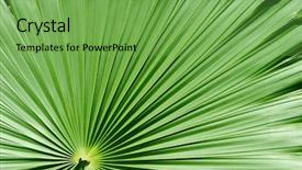  Presentation with palm sunday - Audience pleasing presentation consisting of palm tree closeup backdrop and a seafoam green colored foreground