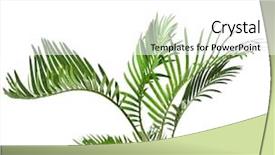  Presentation with palm tree - Cool new slides with palm tree cycas on white backdrop and a white colored foreground