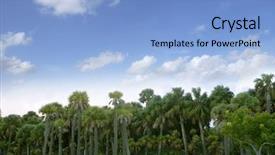  Presentation with oil palm tree - Colorful PPT layouts enhanced with palm tree forest in florida backdrop and a light blue colored foreground