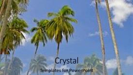  Presentation with family tree - Cool new presentation theme with palm tree forest on the summer beach glass area for children in family hotel - tropical wild nature backdrop and a teal colored foreground