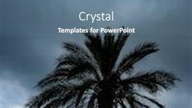  Presentation with palm tree - PPT theme enhanced with palm-tree-in-a-cyclone background and a seafoam green colored foreground