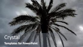  Presentation with palm tree - Amazing slide set having palm-tree-in-a-cyclone backdrop and a gray colored foreground