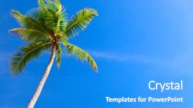  Presentation with coconut tree - Beautiful PPT theme featuring palm tree in blue sky backdrop and a cyan colored foreground