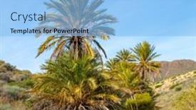  Presentation with palm tree - Slide deck having palm-tree-in-wild-nature background and a light blue colored foreground
