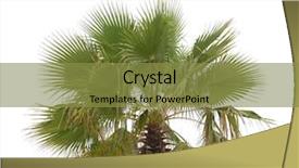  Presentation with oil palm tree - Presentation theme consisting of palm tree isolated on white background and a gold colored foreground