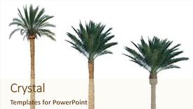  Presentation with date palm - Beautiful PPT layouts featuring palm tree isolated on white backdrop and a cream colored foreground