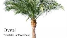  Presentation with palm tree - Audience pleasing presentation consisting of palm tree isolated on white background backdrop and a white colored foreground