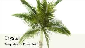  Presentation with coconut tree - Beautiful PPT layouts featuring palm tree isolated on white backdrop and a soft green colored foreground