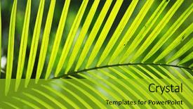  Presentation with banana stem tree and leaf - Colorful presentation theme enhanced with palm tree leaf in sunlight backdrop and a gold colored foreground