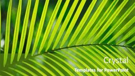  Presentation with palm tree - Presentation design consisting of palm-tree-leaf-in-sunlight background and a shamrock green colored foreground