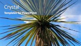  Presentation with palm leaves - 