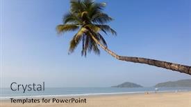  Presentation with palm tree - Cool new PPT theme with palm-tree-on-a-beach backdrop and a light blue colored foreground