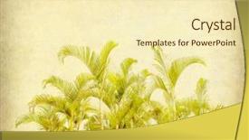  Presentation with palm tree - PPT theme having palm tree on old paper background and a cream colored foreground