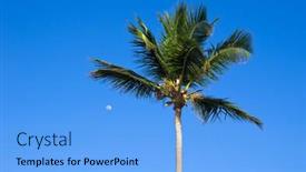  Presentation with palm tree - PPT layouts enhanced with palm tree on the sky background and a light blue colored foreground