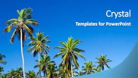 Presentation with palm tree - Audience pleasing slides consisting of palm tree on the sky backdrop and a gray colored foreground