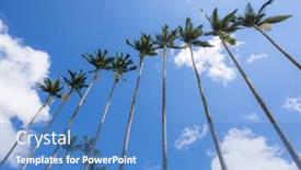  Presentation with palm tree - Presentation design enhanced with palm-tree-over-blue-sky background and a teal colored foreground