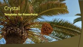  Presentation with palm tree - Presentation theme consisting of palm-tree-with-berries-against background and a tawny brown colored foreground
