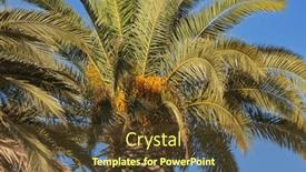  Presentation with palm tree - Slides enhanced with palm-tree-with-berries-against background and a tawny brown colored foreground