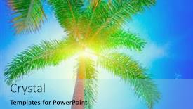  Presentation with palm tree - Audience pleasing slide set consisting of palm tree backdrop and a arctic colored foreground