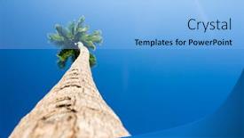  Presentation with sky blue - Presentation theme featuring palm-trees-against-blue-sky background and a light blue colored foreground